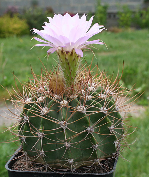 Top Ten de los Cactus más utilizados en Jardines