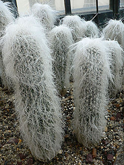 Top Ten de los Cactus más utilizados en Jardines